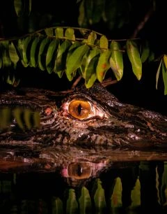 Avistamiento de Fauna Nocturna