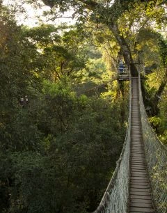 Canopy Walkway y Puentes Colgantes (Experiencia Premium)