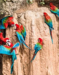 Visita Privada a Collpas de Guacamayos o Mamíferos