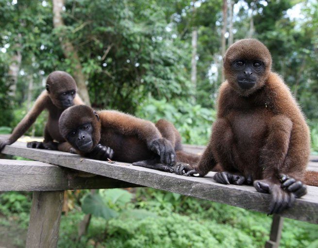 Isla de los monos Iquitos