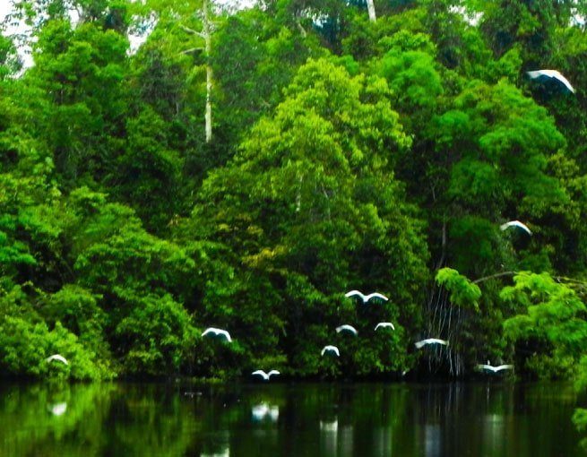 Reserva Trapiche Iquitos