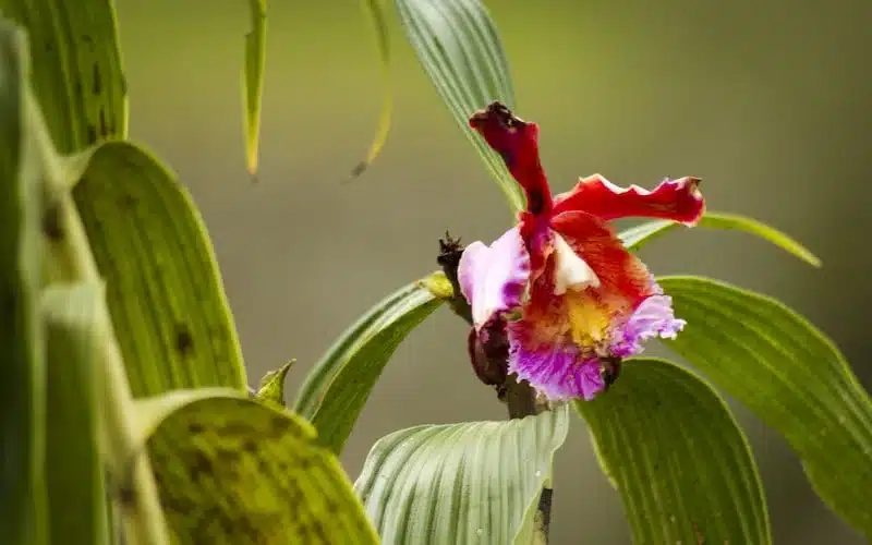 Flora en Machu Picchu