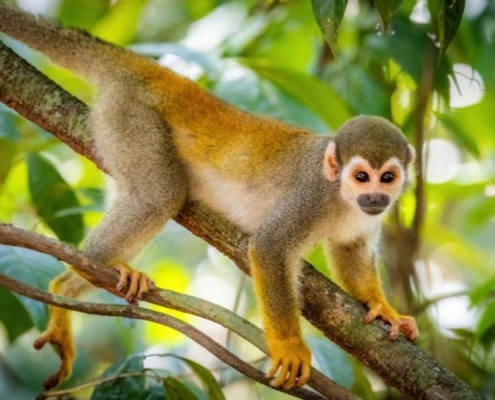 Amazonia Peruana