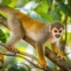 Amazonia Peruana