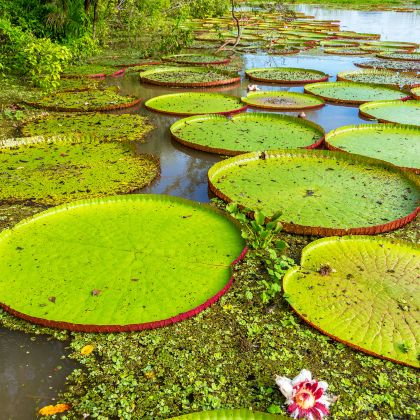 Iquitos